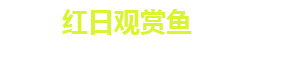 长沙市观赏鱼养殖|长沙锦鲤养殖|长沙市望城区红日观赏鱼养殖基地