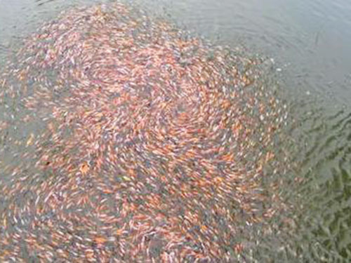 锦鲤鱼苗