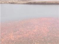 锦鲤鱼苗
