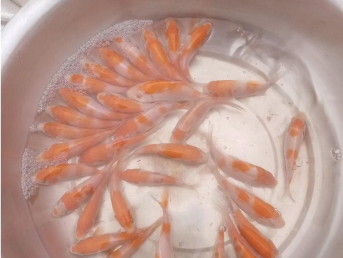 锦鲤