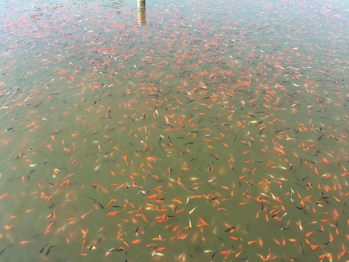 锦鲤