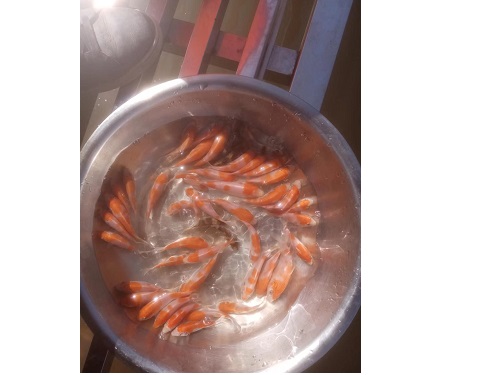 锦鲤