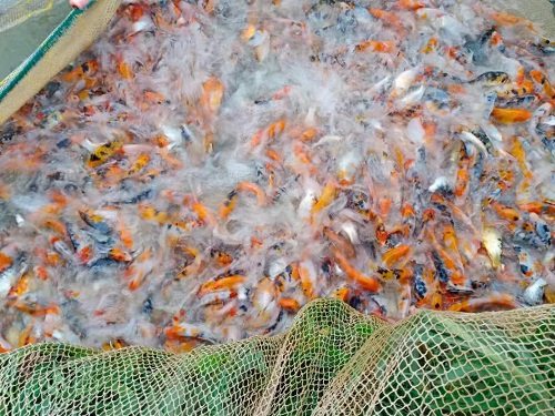 锦鲤