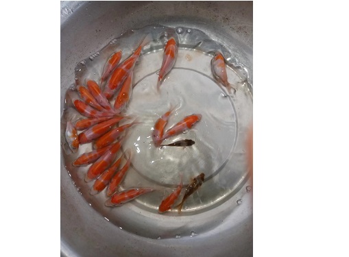 锦鲤
