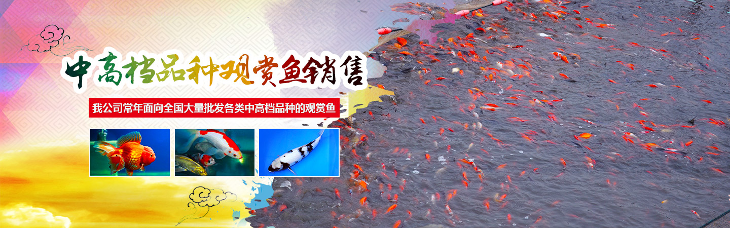 长沙市观赏鱼养殖|长沙锦鲤养殖|长沙市望城区红日观赏鱼养殖基地