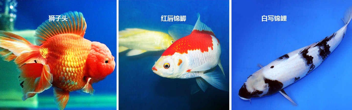 长沙市观赏鱼养殖|长沙锦鲤养殖|长沙市望城区红日观赏鱼养殖基地
