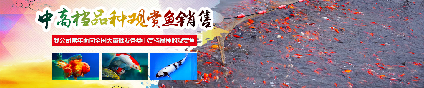 长沙市观赏鱼养殖|长沙锦鲤养殖|长沙市望城区红日观赏鱼养殖基地