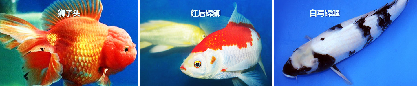 长沙市观赏鱼养殖|长沙锦鲤养殖|长沙市望城区红日观赏鱼养殖基地