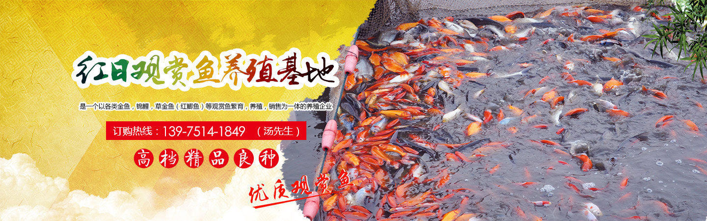 长沙市观赏鱼养殖|长沙锦鲤养殖|长沙市望城区红日观赏鱼养殖基地