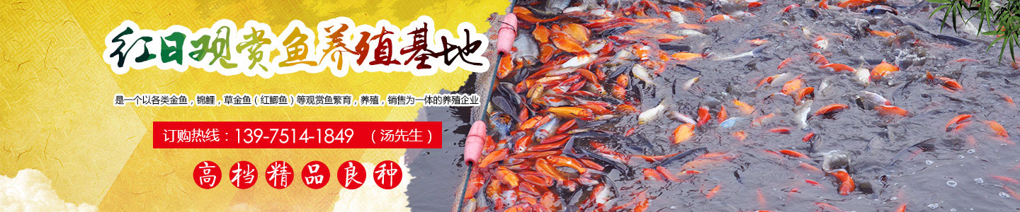 长沙市观赏鱼养殖|长沙锦鲤养殖|长沙市望城区红日观赏鱼养殖基地