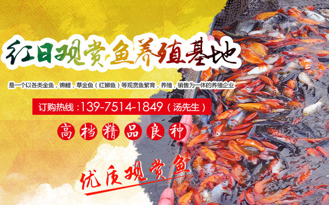 长沙市观赏鱼养殖|长沙锦鲤养殖|长沙市望城区红日观赏鱼养殖基地
